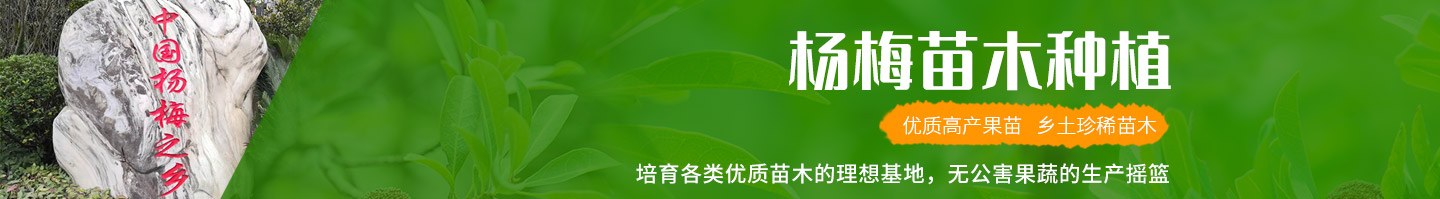 靖州和盈苗木有限公司-靖州縣斷根及移栽楊梅樹苗、桂花樹、柚子樹（黃金貢柚、紅心柚、沙田柚）、黃桃樹、大五星枇杷樹、美國紅楓、紅葉石楠、