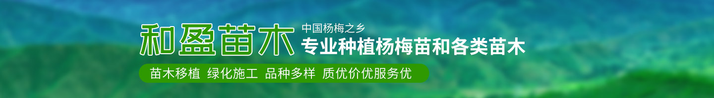 靖州和盈苗木有限公司-靖州縣斷根及移栽楊梅樹苗、桂花樹、柚子樹（黃金貢柚、紅心柚、沙田柚）、黃桃樹、大五星枇杷樹、美國紅楓、紅葉石楠、