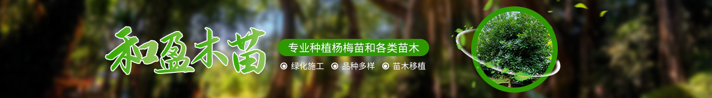 靖州和盈苗木有限公司-靖州縣斷根及移栽楊梅樹苗、桂花樹、柚子樹（黃金貢柚、紅心柚、沙田柚）、黃桃樹、大五星枇杷樹、美國紅楓、紅葉石楠、